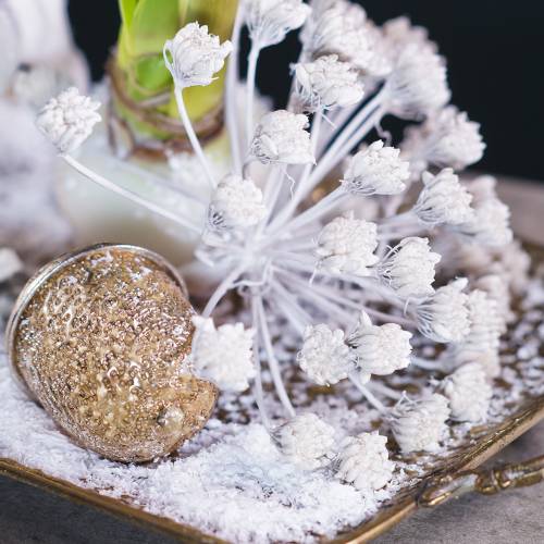 Floristik24 Decoratieve tak venkel, wit gewaxt h22cm