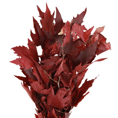 Floristik24 Decoratieve takken esdoornbladeren decoratieve esdoornbladeren rood 50-60cm 100g