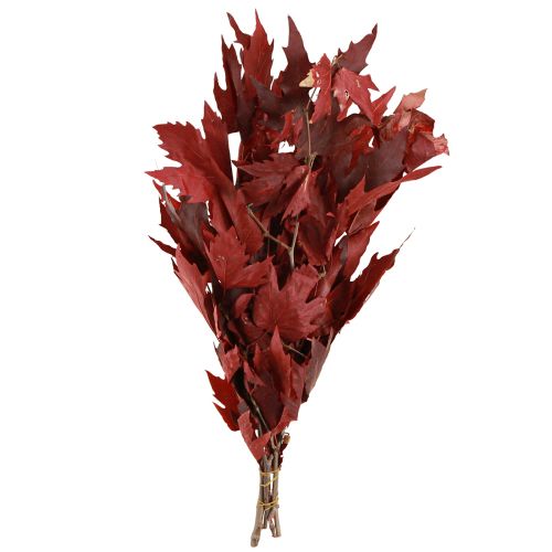 Floristik24 Decoratieve takken esdoornbladeren decoratieve esdoornbladeren rood 50-60cm 100g