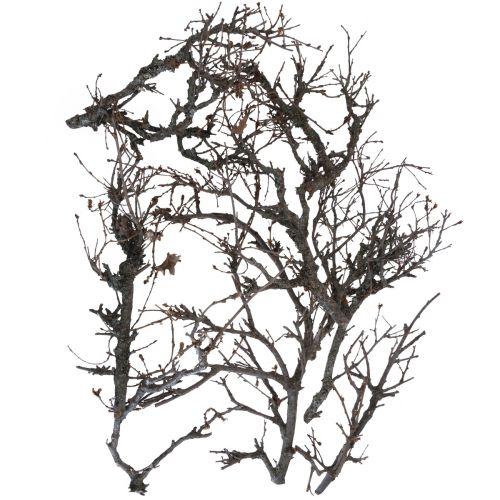 Artikel Deco takken bonsaihout deco takken 15-30cm 650g