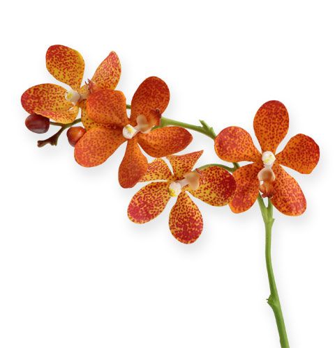 Archeologisch vaak tijdschrift Floristik24.nl Oranje orchidee 38cm-25592 - koop goedkoop online
