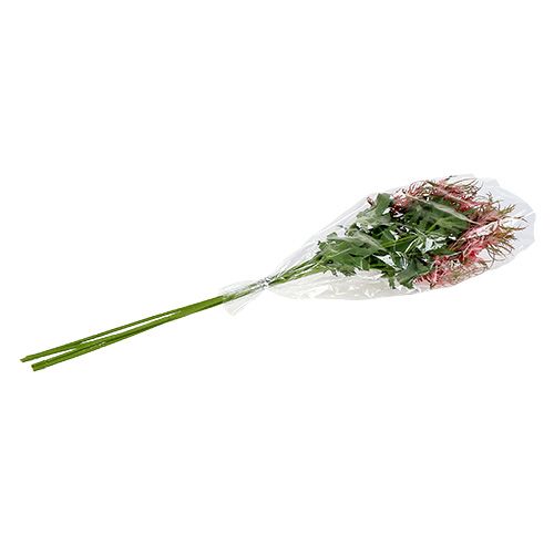Floristik24 Disteltak roze, groen L67cm 4st