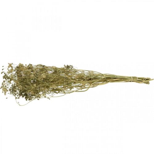 Artikel Droogbloemen dille natuurlijke droge bloemisterij 50cm 20 st