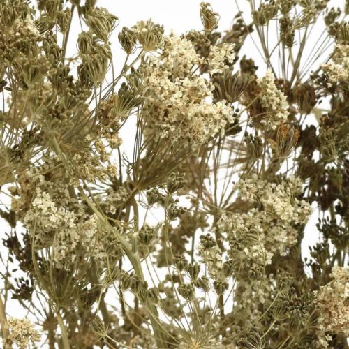 Artikel Droogbloemen dille natuurlijke droge bloemisterij 50cm 20 st