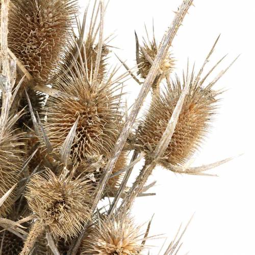 Floristik24 Droogbloemen Distel Wit gewassen 60cm 100g