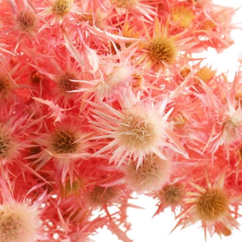 Artikel Gedroogde distel deco tak Stoffige roze droogbloemen 100g