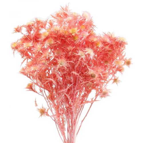 Floristik24 Gedroogde distel deco tak Stoffige roze droogbloemen 100g