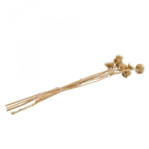 Floristik24 Distel gedroogde decoratieve tak bergdistel alpendistel 10 st