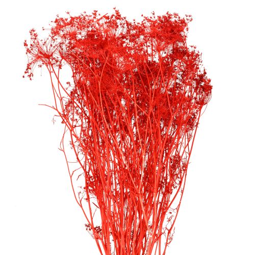 Umbellifera Gedroogde Bloemen Rood 70cm 150g