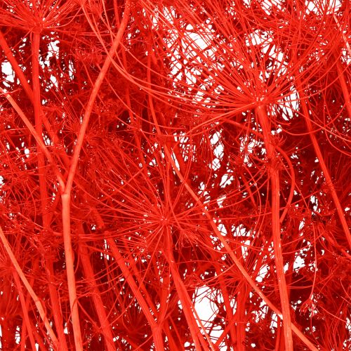 Artikel Umbellifera Gedroogde Bloemen Rood 70cm 150g