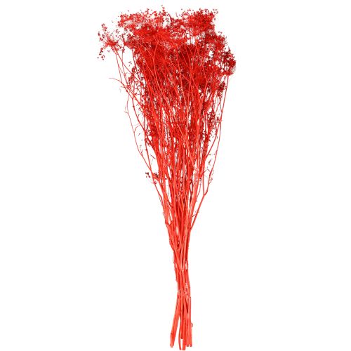 Artikel Umbellifera Gedroogde Bloemen Rood 70cm 150g