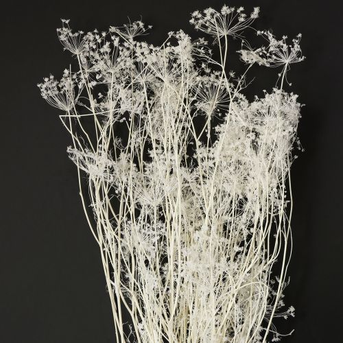 Umbellifera gedroogde bloemen wit 70-80cm 150g