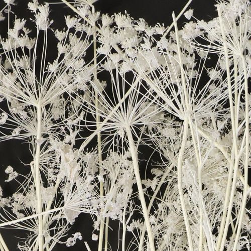 Artikel Umbellifera gedroogde bloemen wit 70-80cm 150g
