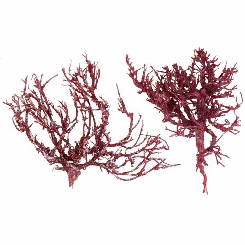 Floristik24 Dekoast koraaltak rood wit gewassen 500g