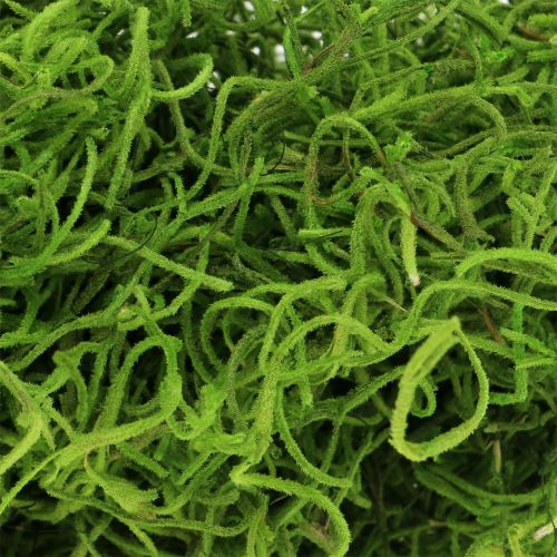 Floristik24 Junglemos lentegroen 250g