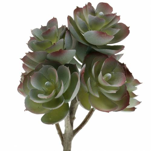 Floristik24 Sappige Echeveria Donkergroen 21cm 3st