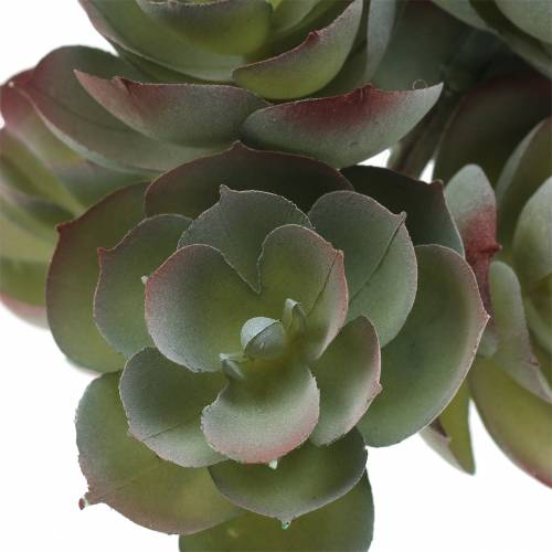 Artikel Sappige Echeveria Donkergroen 21cm 3st