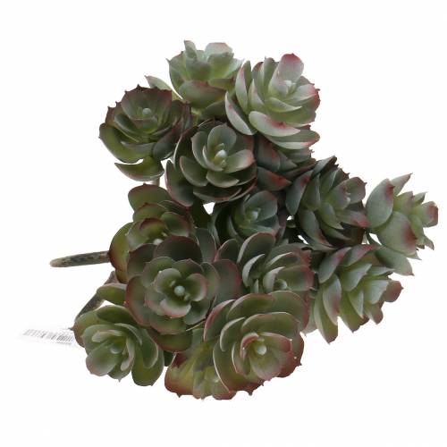 Floristik24 Sappige Echeveria Donkergroen 21cm 3st