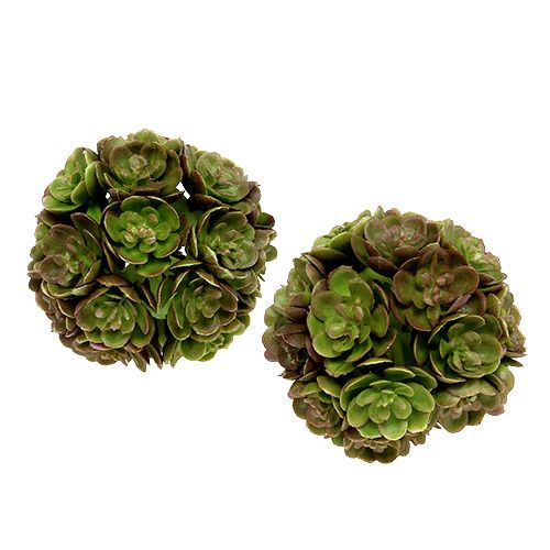 Floristik24 Echeveria bal 5cm groen 4st