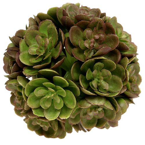 Floristik24 Echeveria bal 5cm groen 4st