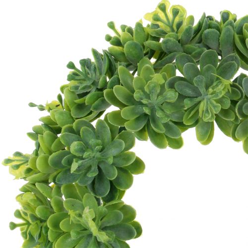 Floristik24 Echeveria krans groen Ø18cm 4st