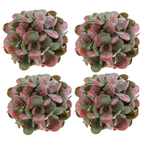 Floristik24 Echeveria ballen groen, rood Ø14cm 4st