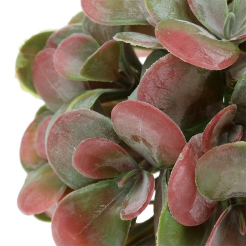 Floristik24 Echeveria ballen groen, rood Ø14cm 4st