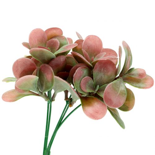 Floristik24 Echeveria tak groen, pruim 24cm 6st