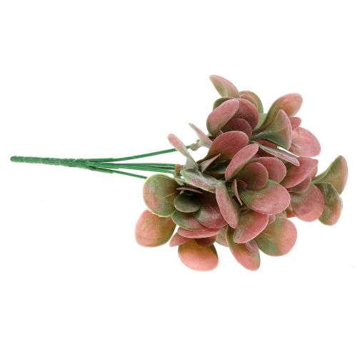 Floristik24 Echeveria tak groen, pruim 24cm 6st