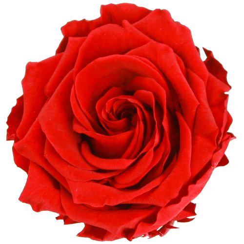 Echte rozenkoppen Infinity Rozen Rood Premium Ø8,5cm 4 stuks