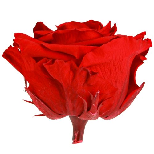 Artikel Echte rozenkoppen Infinity Rozen Rood Premium Ø8,5cm 4 stuks