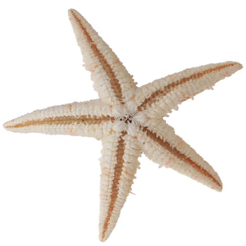 Artikel Echte jonge zeester maritieme tafeldecoratie 3,5-5cm 100 stuks