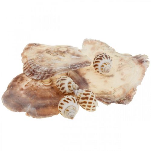 Artikel Echte schelpen slakkenhuizen decoratie, Capiz parelmoer schelp 400g