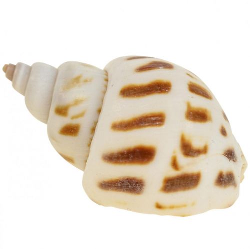 Artikel Echte schelpen slakkenhuizen decoratie, Capiz parelmoer schelp 400g