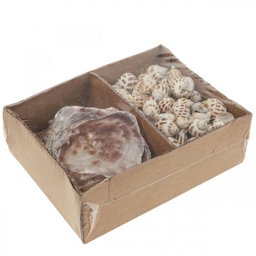 Artikel Echte schelpen slakkenhuizen decoratie, Capiz parelmoer schelp 400g