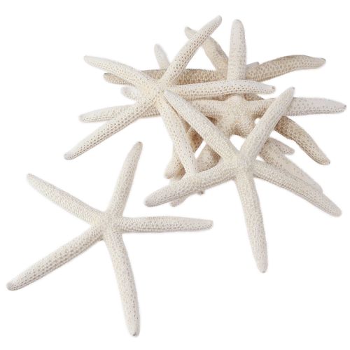 Artikel Echte zeester natuurlijke decoratie maritiem Ø16–20cm 10 st.