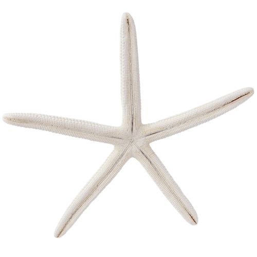 Artikel Echte zeester natuurlijke decoratie maritiem Ø16–20cm 10 st.