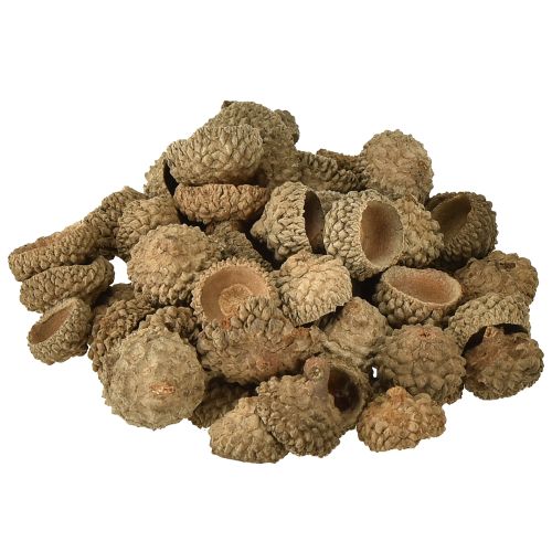 Floristik24 Eikeldoppen natuurlijke decoratieve eikels om te knutselen 1,5cm 200g