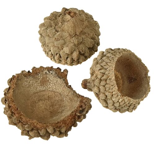 Artikel Eikeldoppen natuurlijke decoratieve eikels om te knutselen 1,5cm 200g