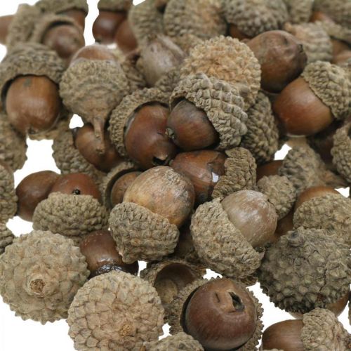 Artikel Eikels voor decoratie, herfstdecoratie, herfstvruchten natuurlijk Ø1,5 - 2,5cm L1,5 - 3cm 300g