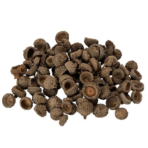 Natuurlijke eikelkapjes, decoratieve schalen voor de herfst en advent, 2 cm, 300 g kopen | Floristik24.nl