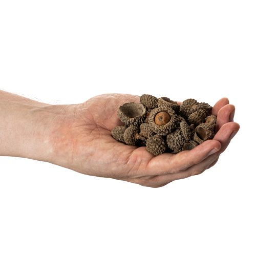 Natuurlijke eikelkapjes, decoratieve schalen voor de herfst en advent, 2 cm, 300 g | Floristik24.nl