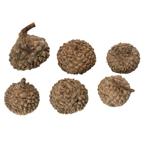 Natuurlijke eikelkapjes, decoratieve schalen voor de herfst en advent, 2 cm, 300 g | Floristik24.nl