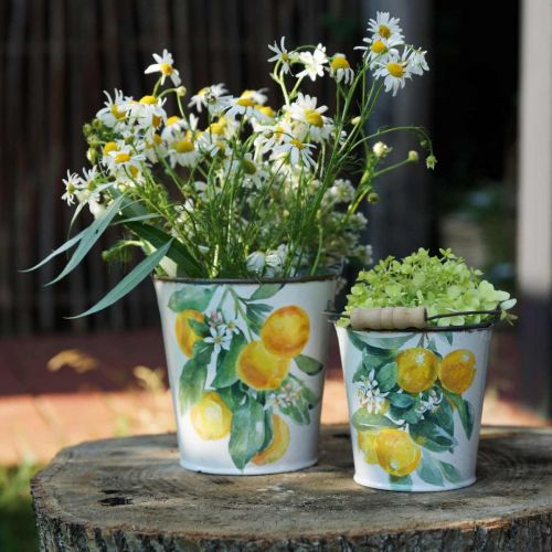 Floristik24 Sier emmer citroenen mediterrane plantenbak Ø13,5/11/9cm H14/11,5/cm set van 3