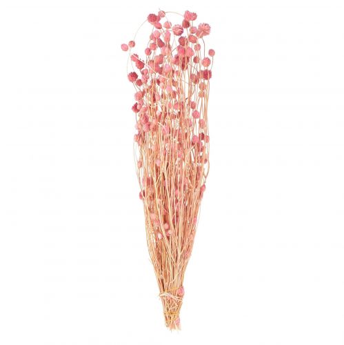 Aardbeiendistel decoratie oudroze droogbloemen roze 50cm 100g