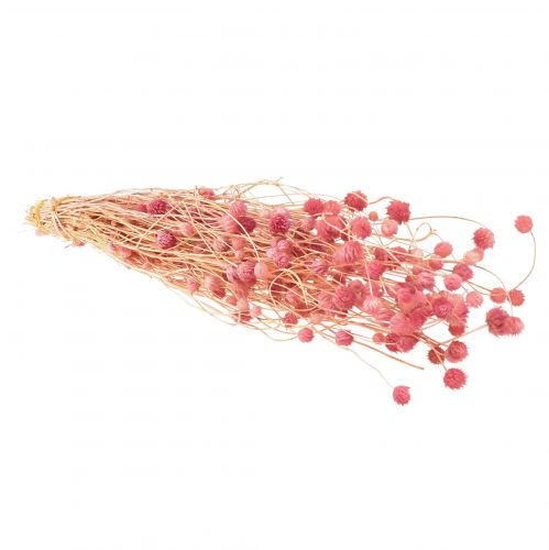Artikel Aardbeiendistel decoratie oudroze droogbloemen roze 50cm 100g