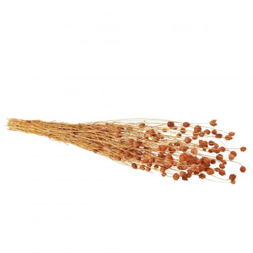 Artikel Aardbeiendistel gedroogde bloemen disteldecoratie terracotta 68cm 100g
