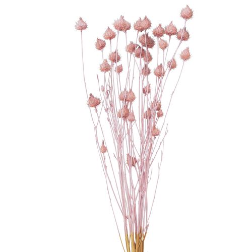 Artikel Aardbeiendistel Gedroogde Distel Decoratie Lichtroze 58cm 100g