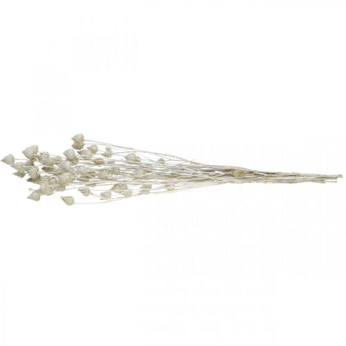 Artikel Gedroogde Bloemen Witte Gedroogde Distel Aardbei Distel Gekleurd 100g