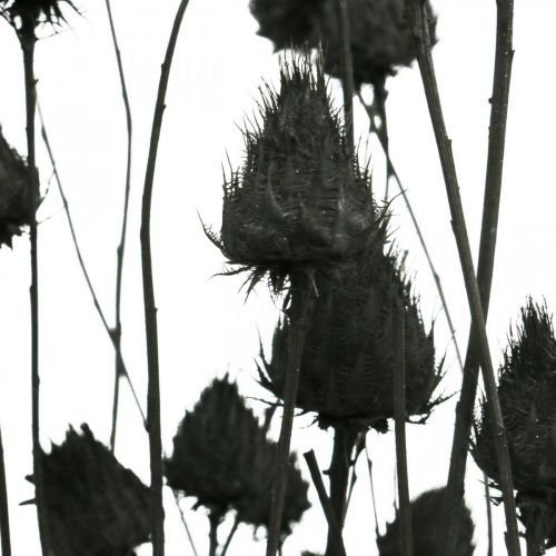 Artikel Droogbloemen Zwarte Droge Distel Aardbeiendistel 100g